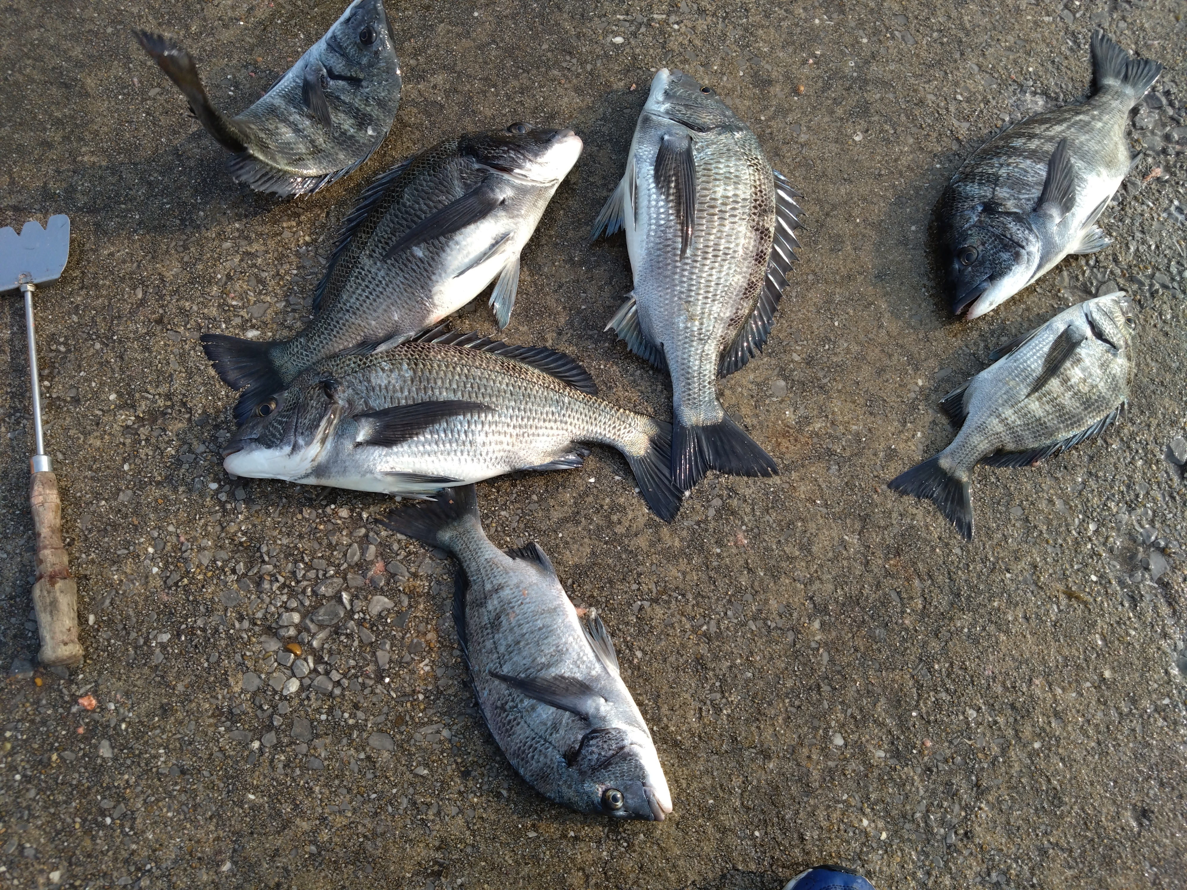 熊毛港の釣果80